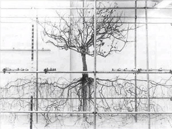 رشد ریشه درخت پالونیا ، ریشه درخت پالونیا نهال ریشه دار پالونیا هیبرید 